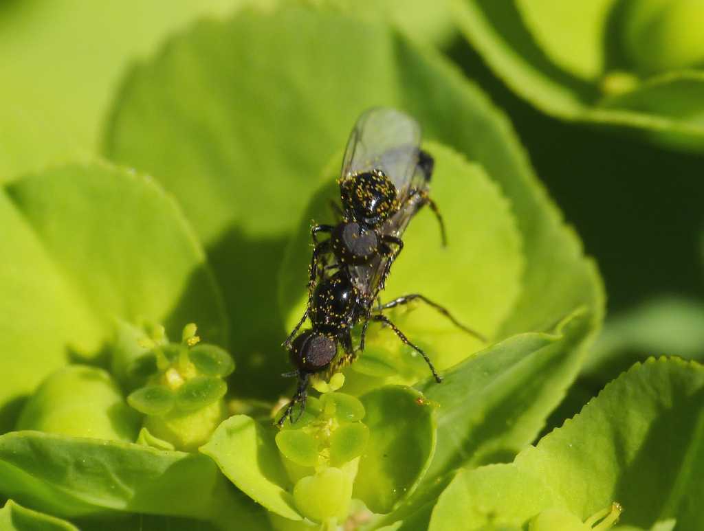 Festa di Bibionidae